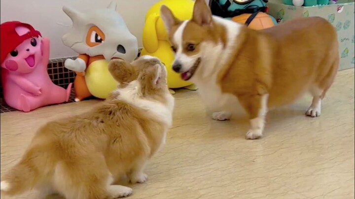 การเปลี่ยนแปลงของเจ้าคอร์กี้ตัวน้อยใน 100 วันที่อยู่บ้าน