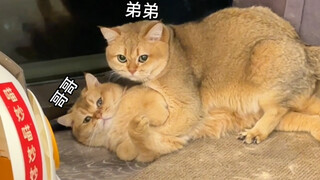 แมวของฉันเป็นกระเทยเหรอ?!