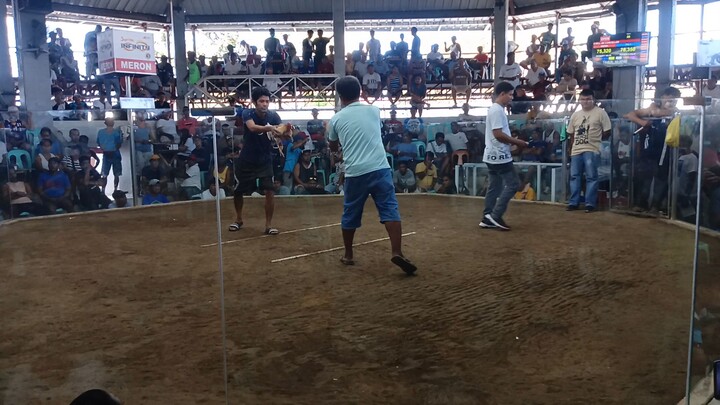 tingin nyo mga idol mahaba ba tari ng manok ko nagsarili pagbaba eh🥹