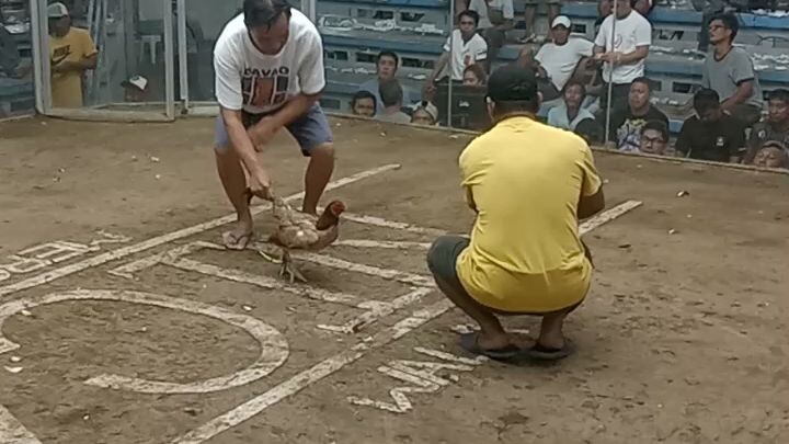 3rd fight ni tayrie ( 3 time winner kana 💪)