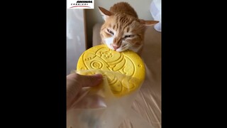 Funny animal movement videos 2023 😍 |memes