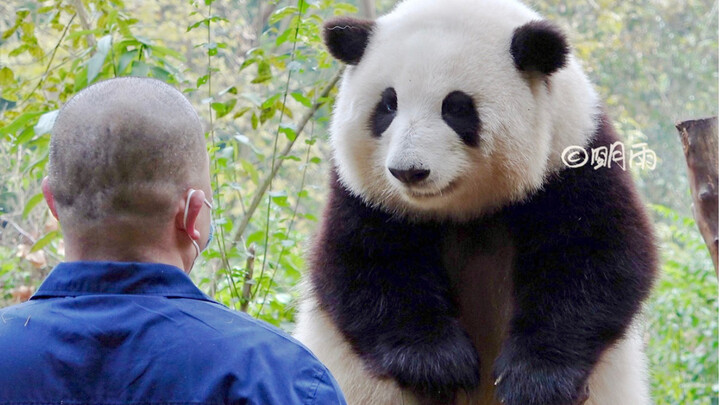 Hua Hua sprinted to PE class with a higher stance, standing steadily on the wooden frame without cro