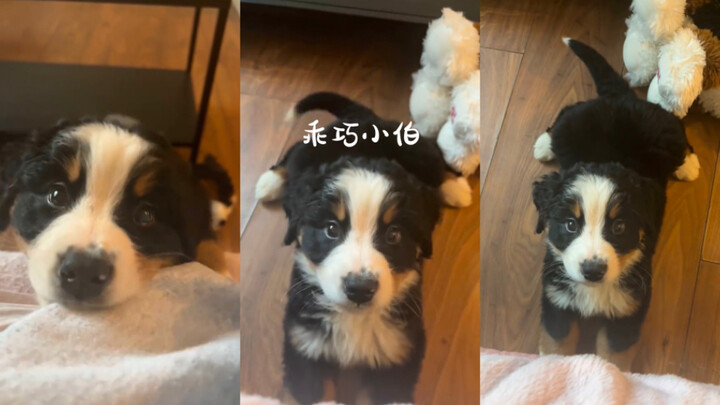 ใครจะปฏิเสธเจ้าหมอบน้อยน่ารักแบบนี้ได้ล่ะ🥺