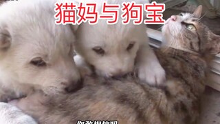 The mother cat actually took the initiative to take on the responsibility of taking care of the dog.