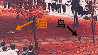 "A Month Under Lockdown: On the Influence of a Cat on a University Campus"