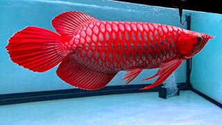 The Ultimate Super Red Arowana Championship | Rare Arowana In The World