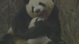 A mother panda and her baby