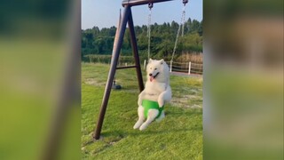 It’s a Samoyed, it’s a Samoyed, yeah!