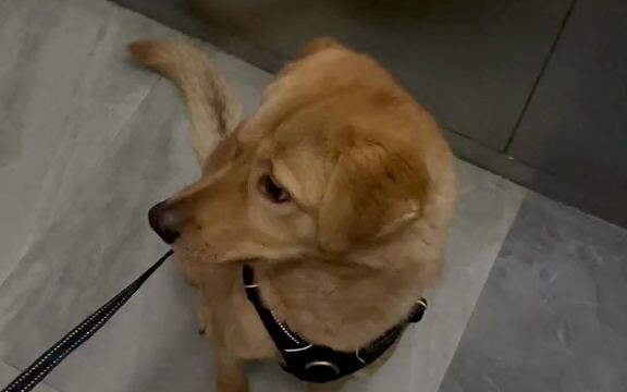 يُونغليه: في النهاية، أنا من يواصل التقدم تحت وطأة العبء.