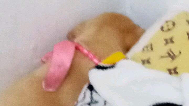 My love with this dog will mever end iloveyou 🐶❤️Snowpy