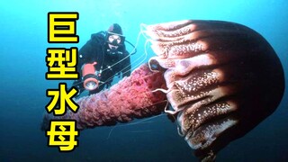 科学怪人花光积蓄，培养出一只巨型水母，奇幻片