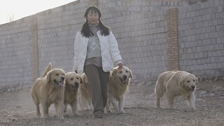 Isn't letting your dog run around freely every pet parent's dream?