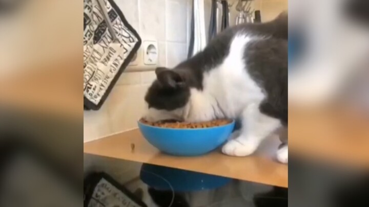 “Kucing: Hampir saja, tinggal satu detik lagi aku sudah kelaparan!”