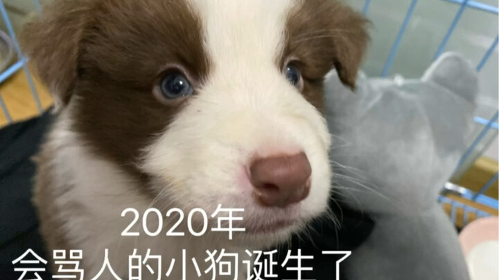 The Origin Story of a Double-Standard Puppy