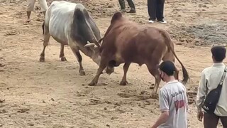 bull fight