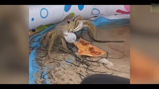 meme Con Cua thích ăn Pizza