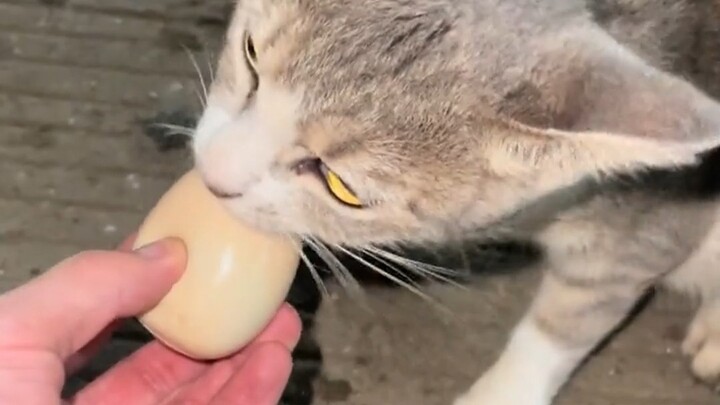 The first reaction of Chinese people when they see a stray animal is to give it some food.
