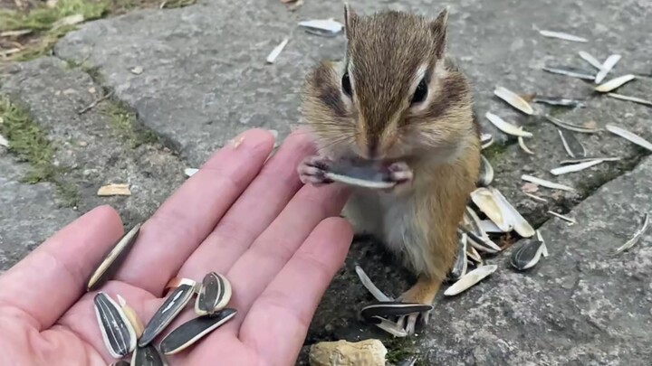 Tak sengaja bertemu tupai, asyik ngunyah kuaci ala immersive