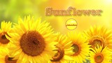 Sunflower (Instrumental)