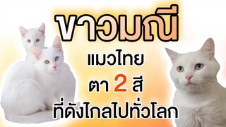 EP16 : แมวขาวมณี l แมวไทยตา 2 สี ที่ดังไกลไปทั่วโลก