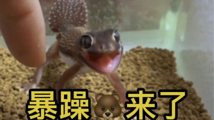 Grumpy Little Bear ~ Teeth