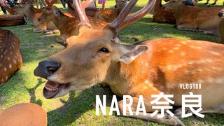 VLOG108. 奈良鹿总干一些可笑事儿！