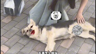 狗子：我累了