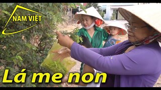 Sơn Hà đi kiếm lá me non [Nam Việt 1960]