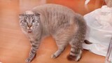 OMG! The Funniest CATS Ever! 😹 Funny Pet Reaction