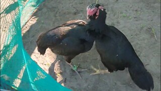 Cousins have some Dispute!