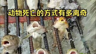 Identification of Mysterious Animal Deaths 20