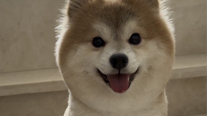 How is this puppy talking back to me?