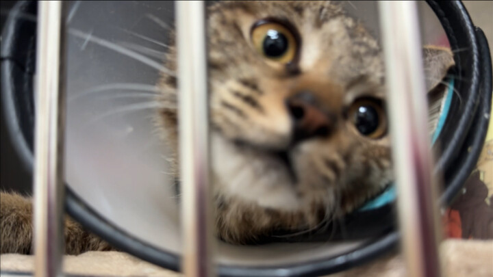 Ke rumah sakit untuk menjenguk kucing lumpuh, begitu bertemu kucing langsung menyapa pakai kedua kak