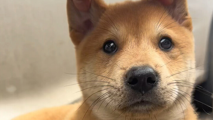 The Huaxia Imperial Dog—good-natured and bold