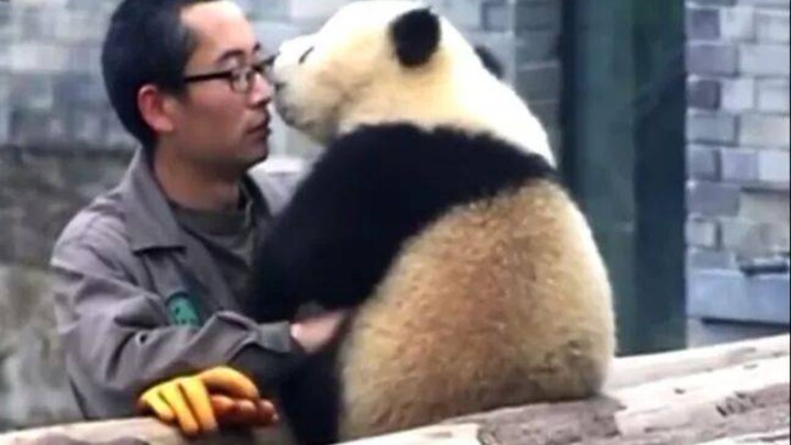 🐼熊猫界让我柠檬吃到饱的→杨煤炭