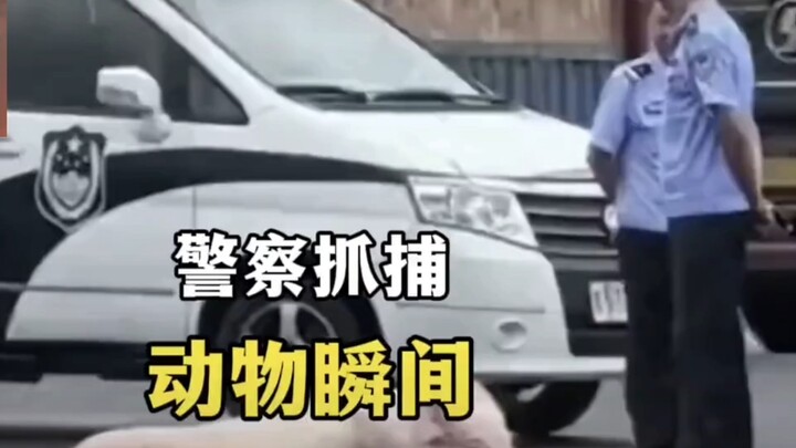 Officer: I’m already exhausted from dealing with people—do we really have to catch animals too?