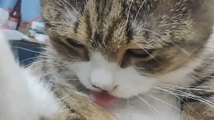 Kemungkinan merupakan salah satu kode dasar kucing