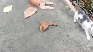 my cat