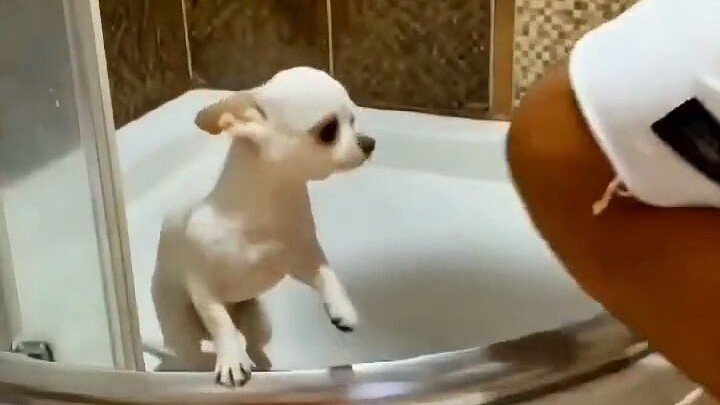 After his Turkish friend got dumped, his grandma gave him a Chihuahua to keep him company—little did