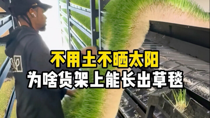 ไม่ต้องใช้ดิน ไม่ต้องตากแดด ทำไมบนชั้นวางถึงสามารถปลูกเป็นพรมหญ้าได้? #ข้าวบาร์เลย์ #ต้นอ่อนข้าวบาร์