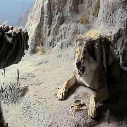 OLD BUT GOLD the friendship between human and wolf ☺