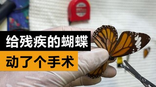 给一只先天残疾的蝴蝶换翅膀，结局悲剧了，万万想不到