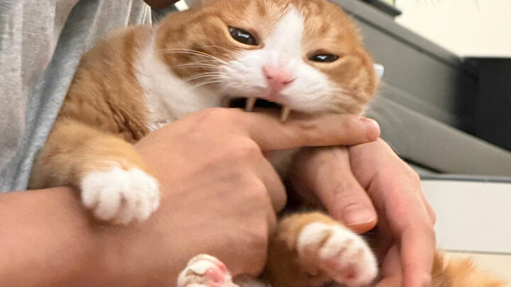 Five cats, five quirky habits—does your “rebellious” feline fit any of these?