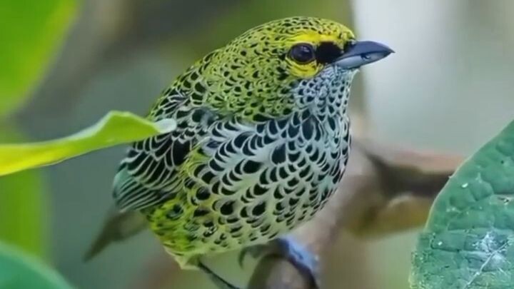 The Most Colorful Gem!  #birds