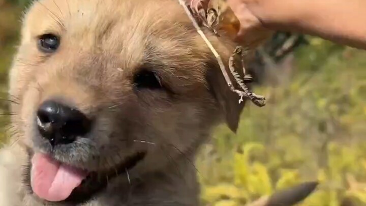 Mencari anjing, di puncak gunung, induk anjing dibawa keluar bermain lalu hilang