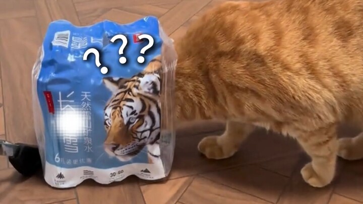 Animal Confusing Behavior Showcase 276