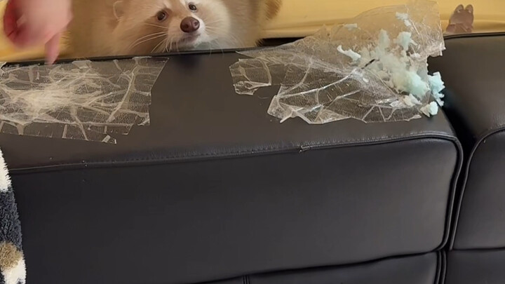 Let’s see how the raccoon reacts after wreaking havoc at home!