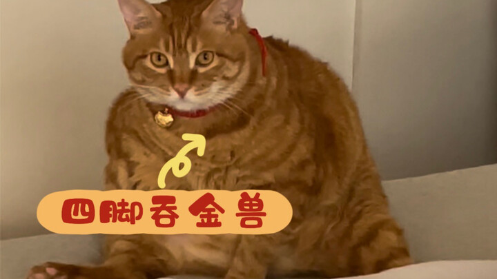 Xem xong là bạn sẽ biết tiền của các sen đi đâu hết rồi!