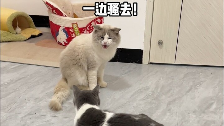 How complex is the inner drama when a neutered male cat encounters a female cat in heat!