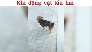 Động vật tấu hài